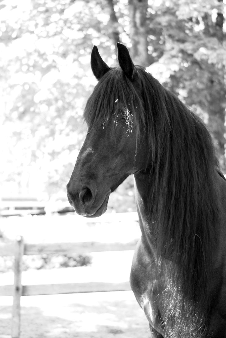 Friesian head shot black and white