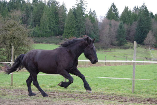 Gallop stock