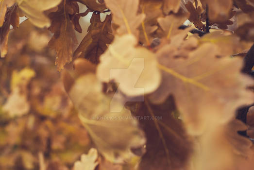 abstract texture oak leaves