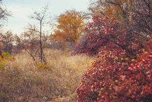 Autumn landscape.