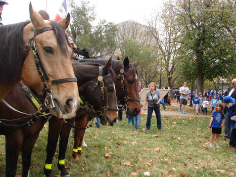 Police Horses