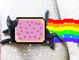 I Nyan-ed My Cat