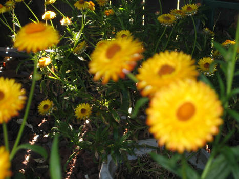 Backyard flowers