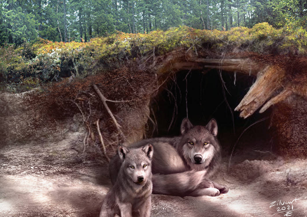 Wolf Den By Zilvart On DeviantArt wolf-den-by-zilvart-on-deviantart