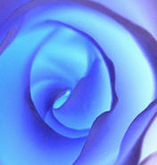 Blue Rose