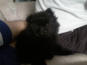 My Puppy Gizmo