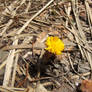 Yellow flower stands alone