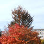 Autumn Tree II