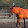 Chestnut Mare