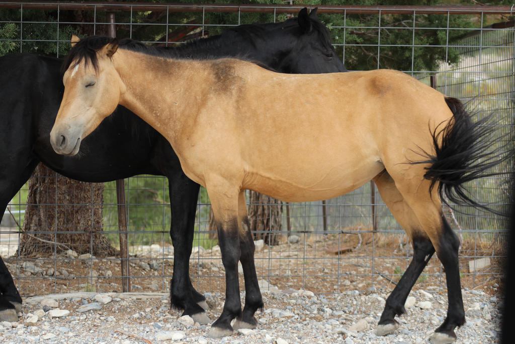 Buckskin Mustang Mare and Black Stallion by thetriggeredhipster on  DeviantArt