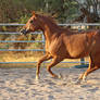 Chestnut Morab Mare Galloping