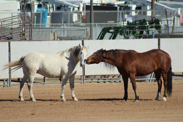 Bay and Grey Mustangs at Liberty