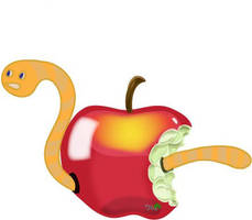 worm in a apple