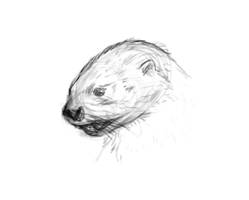 Otter Head Sketch