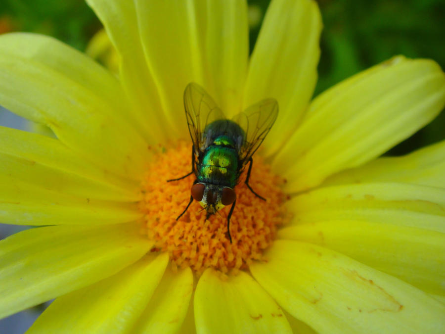 Shoo Insects Flying Shoo Fly by ScienceGenie on DeviantArt