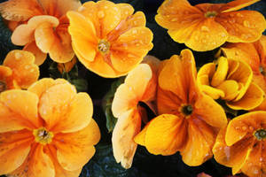 Primrose Auricula And Vulgaris