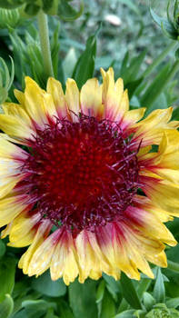 Arizona Sun Gaillardia