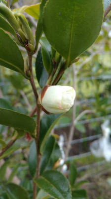 Setsugekka Camellia