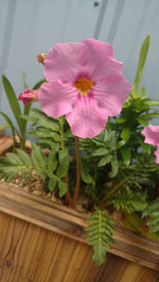 Flowering Fern