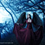 Dark Angel