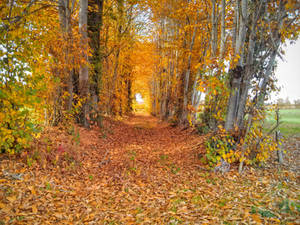 Autumnal Corridor: Red Path, Blue Thread