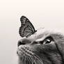 Butterfly kisses for the cat