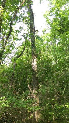 vines and trees