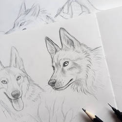 wolf sketch