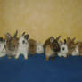 All my 12 bunnies