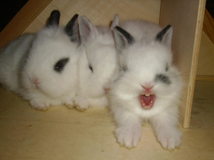 Baby rabbits by Hirotaka712 on DeviantArt