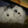 Cute rabbits