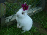 Baby bunny by Hirotaka712