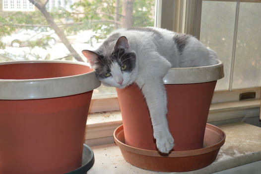 Layla, chillin' in the planter.