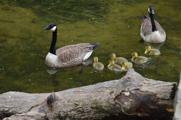 Goose Family