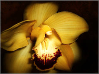 Orchid