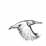 Flying kingfisher_animation test