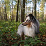 Sheltie in the woods