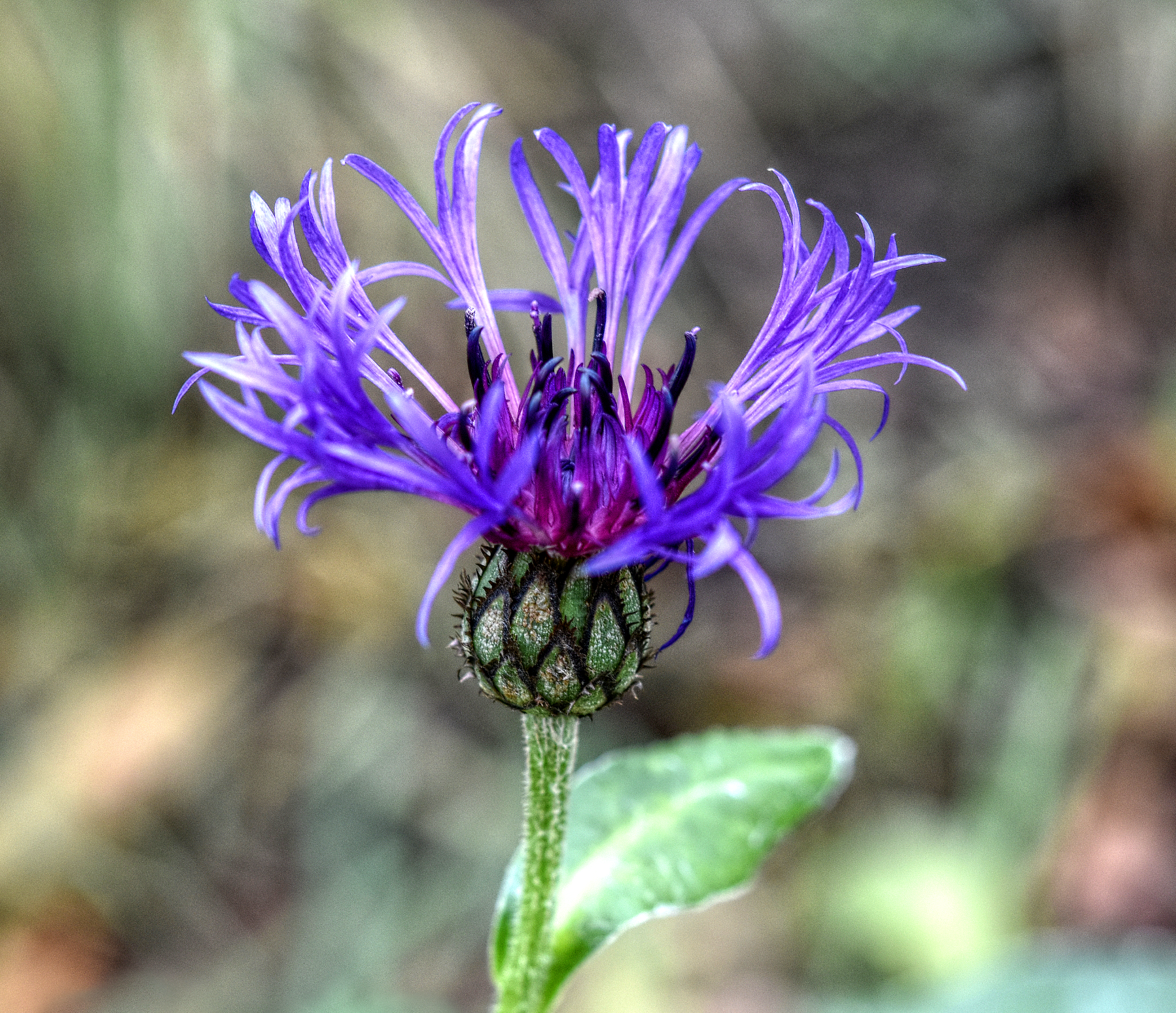 Cornflower (Centaurea) 2