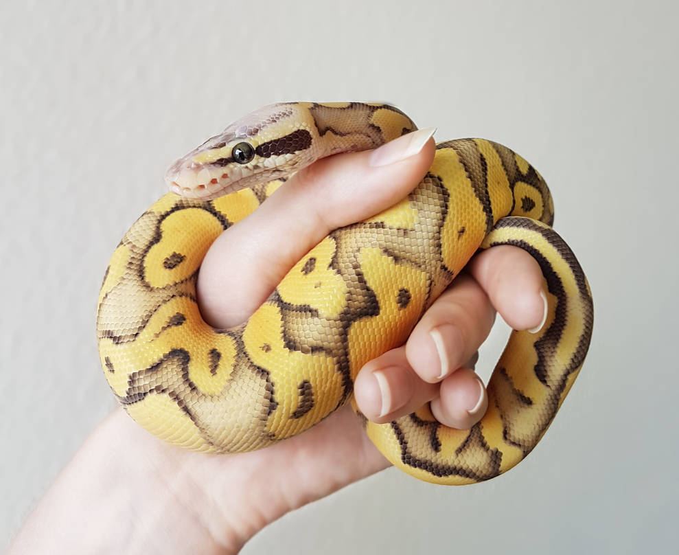Superfly Ball Python by Shazaya on DeviantArt