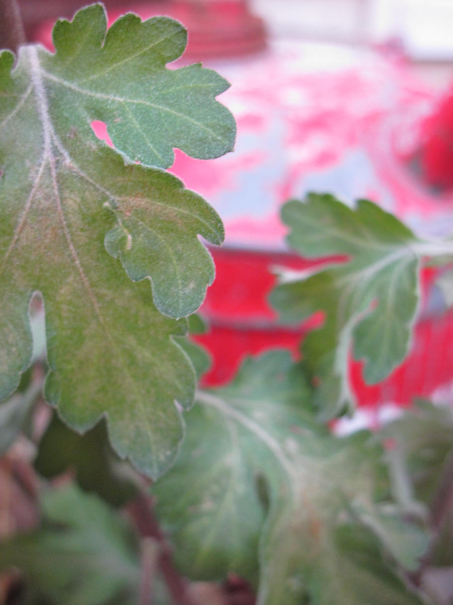 Red and Green