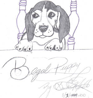 Begal puppy on the table