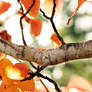 Fall tree branch