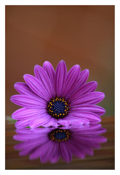 Osteospermum reflections