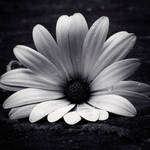 White Osteospermum by sourcow