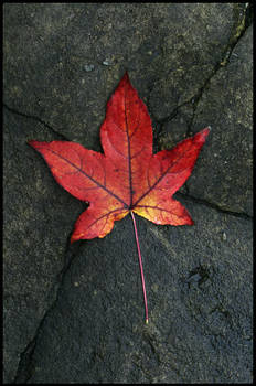 Autumn leaf