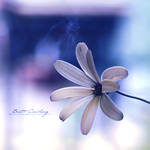 Little Flower... by sourcow