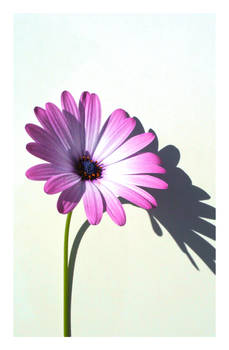 Flower 222 :STOCK: