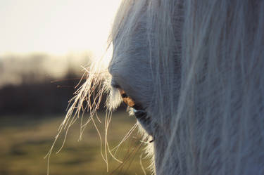 sunset on horse's eye