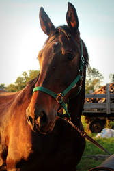 Mare at sunset