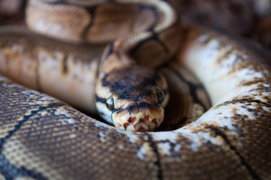 Python Regius Spider Python Regius Spider morph by Zmeisss on DeviantArt